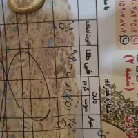 طلا نو|جواهرات|سراوان, |دیوار