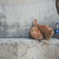 واگذاری گربه خانگی و دستی