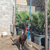 جوجه خروس لاری اصیل