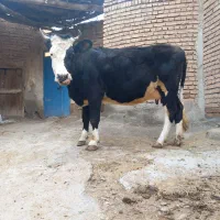 گاوشیری|حیوانات مزرعه|صوفیان, |دیوار