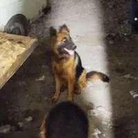 واگذاری ژرمن ماده