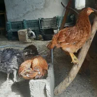 مرغ|حیوانات مزرعه|سرپل ذهاب, |دیوار