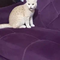 گربه اسکاتیش دبل فولد