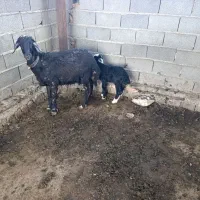 گوسفندشکم اول بره دارنر اصل افشار قیرپوست گاوی