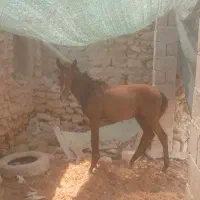 اسب|اسب و تجهیزات اسبسواری|قشم, |دیوار