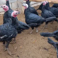 فروش بوقلمون نرو و ماده