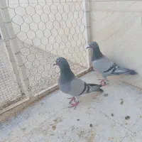 کبوتر مسافتی|پرنده|شیراز, شهرک گلها|دیوار