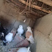کبوتر پشت دار