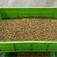 کرم میلورم،پرورش کرم میلورم|لوازم جانبی حیوانات|کاشان, شمس آبادی|دیوار