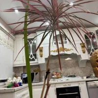 گل و گلدون|گل و گیاه طبیعی|کرج, مصباح|دیوار