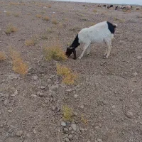 بز نسل دار اصل|حیوانات مزرعه|تایباد, |دیوار