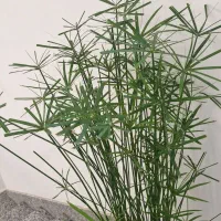 نخل|گل و گیاه طبیعی|اردبیل, |دیوار