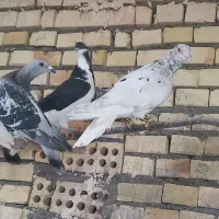 ۱۰تا کفتربوم