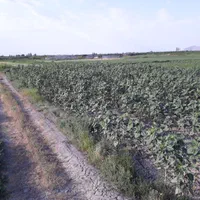 زمین کشاورزی گویجلوی اصلان به متراژ ۱۲۵۰ متر مربع|فروش دفتر صنعتی، کشاورزی، تجاری|ارومیه, |دیوار