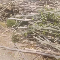 فروش هاچه برای درختان وتولیدپالت وطبق انگور|عمده‌فروشی|مراغه, |دیوار
