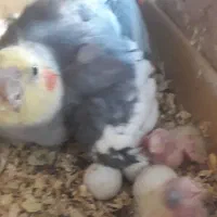 جفت عروس هلندی با جوجه