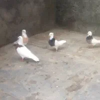 طوقی پراندنی