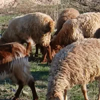 ۹عددبره نروماده کم وزن ۲۷الی ۳۰ کیلومغان|حیوانات مزرعه|شهریار, شهرک بهاران (ویره)|دیوار