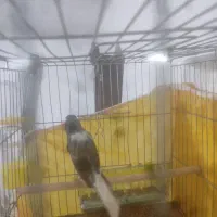 مست