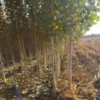 بهترین صنوبر و سریع رشدمستقیم از خود کشاورز