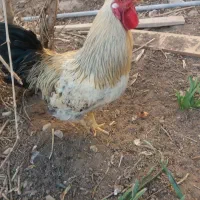 خروس خانگی|حیوانات مزرعه|مهریز, |دیوار