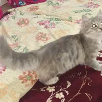 گربه