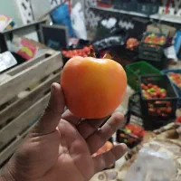 خرمالو سیبی|خوردنی و آشامیدنی|نوشین شهر, |دیوار