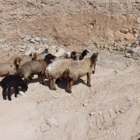 میش داشتی شیره دار