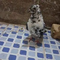 کفتر|پرنده|زارچ, |دیوار