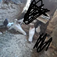 ۲جفت کفتر جفتگاه ضمانتی|پرنده|کاشمر, |دیوار