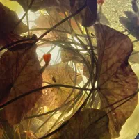 آکواریوم گیاه ماهی