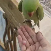 گمشده