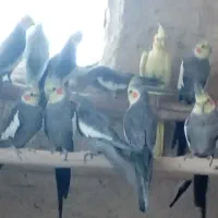 فروش چندجفت عروس هلندی مولد