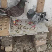 دو عدد کبوتر ۶۵۰ تومان