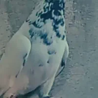 آگهی بخونید