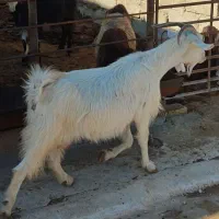 بز جوون دورگ سانن