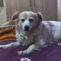 سگ شیتزو تریر