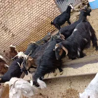 بز و بی|حیوانات مزرعه|اندیمشک, |دیوار