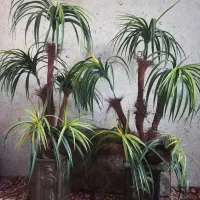 درختچه