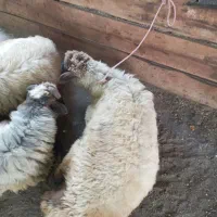 بره نر و ماده