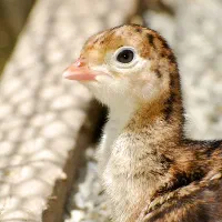 بوقلمون ۶ ماهه