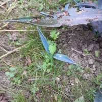 گل های طبیعی|گل و گیاه طبیعی|قائمشهر, |دیوار