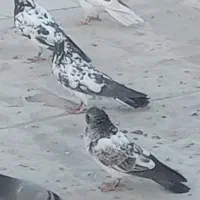 کبوتر گرفته