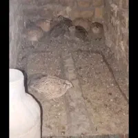 پرنده|حیوانات مزرعه|نیشابور, مازول|دیوار