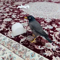 مینا سخنگو|پرنده|قشم, |دیوار