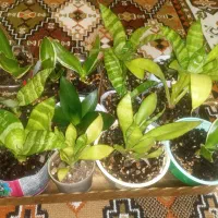فروش گل
