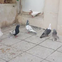تعدادی ماده به شرط