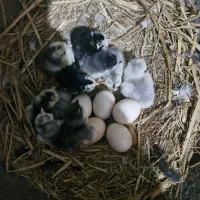 تخم مرغ گلین نطفه دار عشایری|حیوانات مزرعه|خمینیشهر, |دیوار