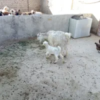 بز و بزغاله جوان