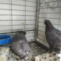 قهوه ای ساده پاپر درجه یک|پرنده|بهبهان, |دیوار